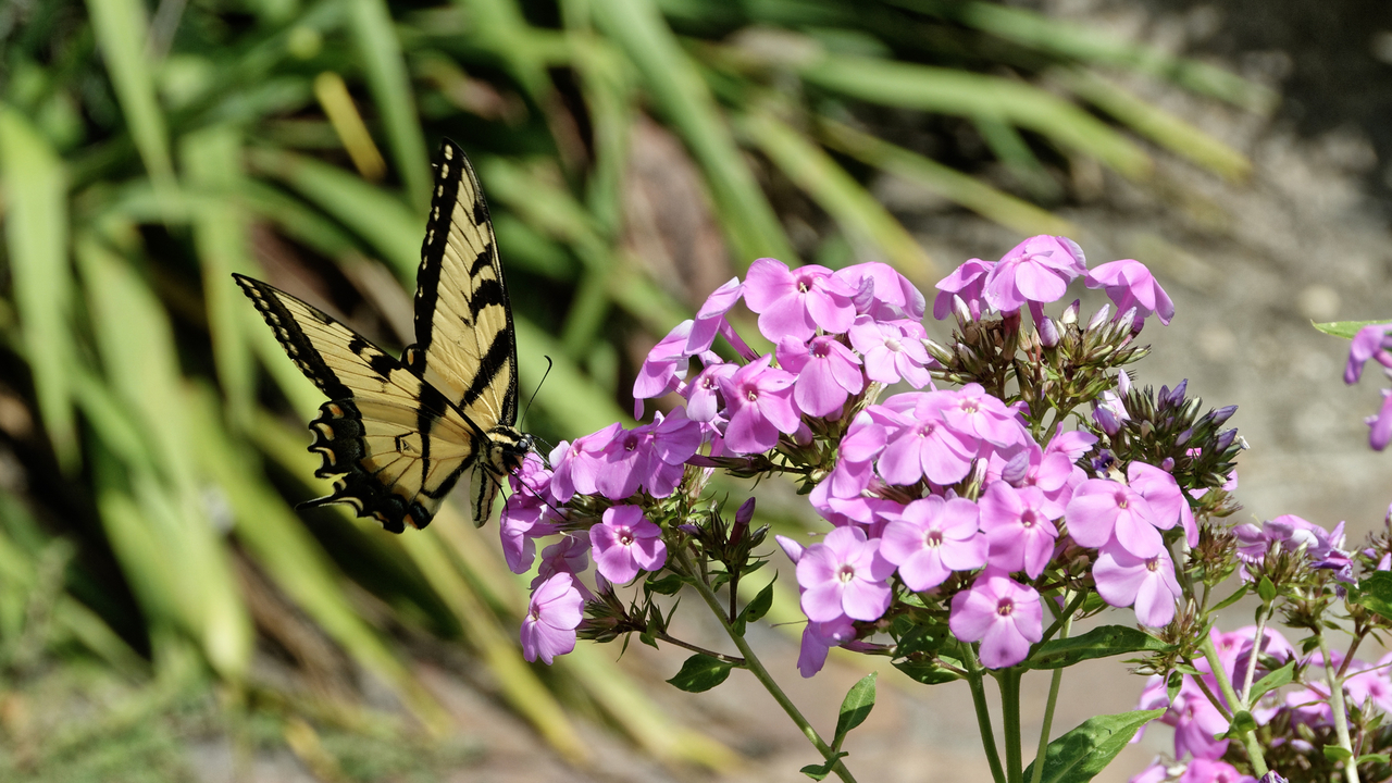 20190731-134745••North Mankato•Minnesota•USA